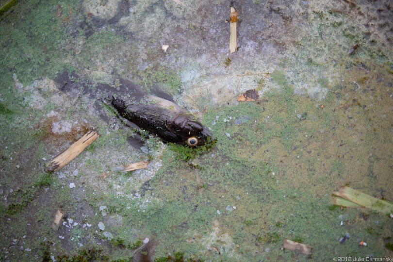 Dead fish trapped in the cyanobacteria in a canal in Cape Coral, Florida.