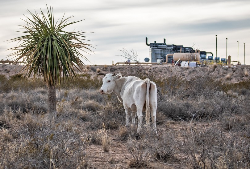 Cattle on state land outside Pecos
