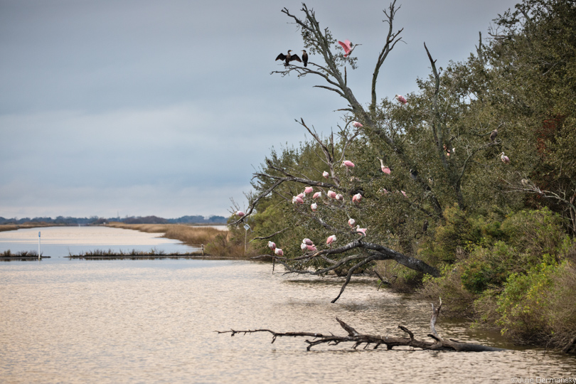 Spoonbills roost in a tree on the Isle de Jean Charles