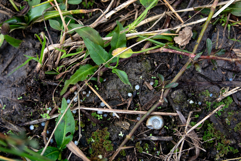 Nurdles on the banks of Cox Creek