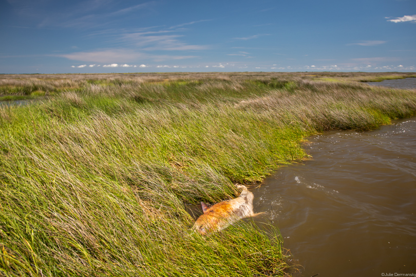 Dead dolphin in the marsh grass in Breton Sound, Louisiana.