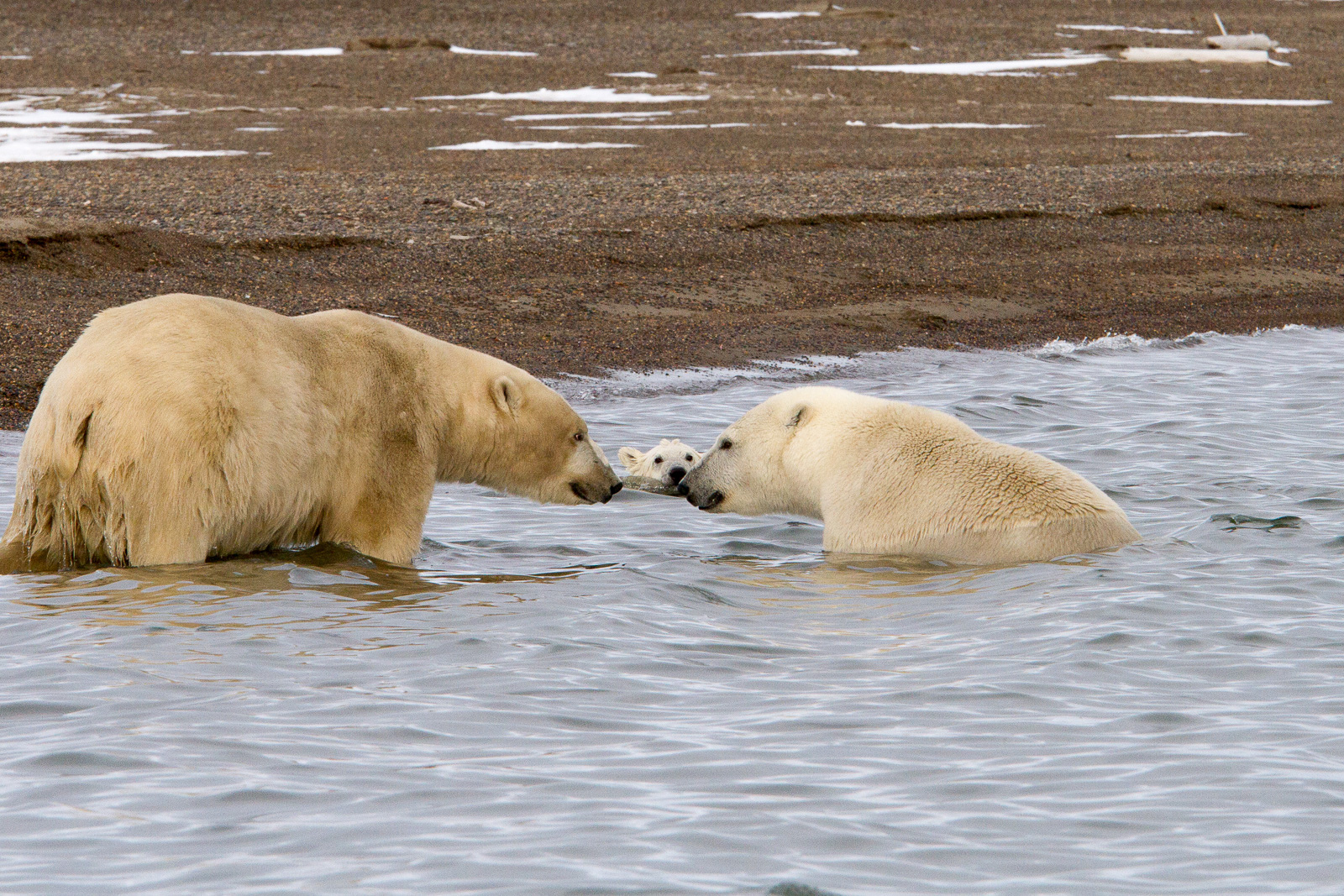 polar bears