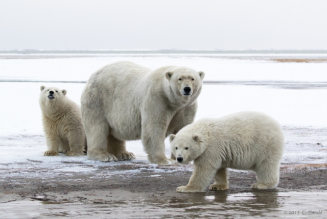 Climate Change Is Killing Polar Sea Ice -- and Baby Penguins Too - Bloomberg