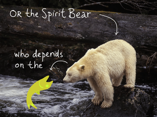 Or the Spirit Bear who is dependent on the salmon; type and fish illustration by Franke James, photo of Spirit Bear by Ian McAllister, Pacific Wild