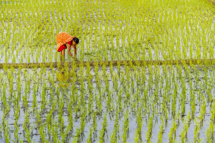 Rice farmer in a field