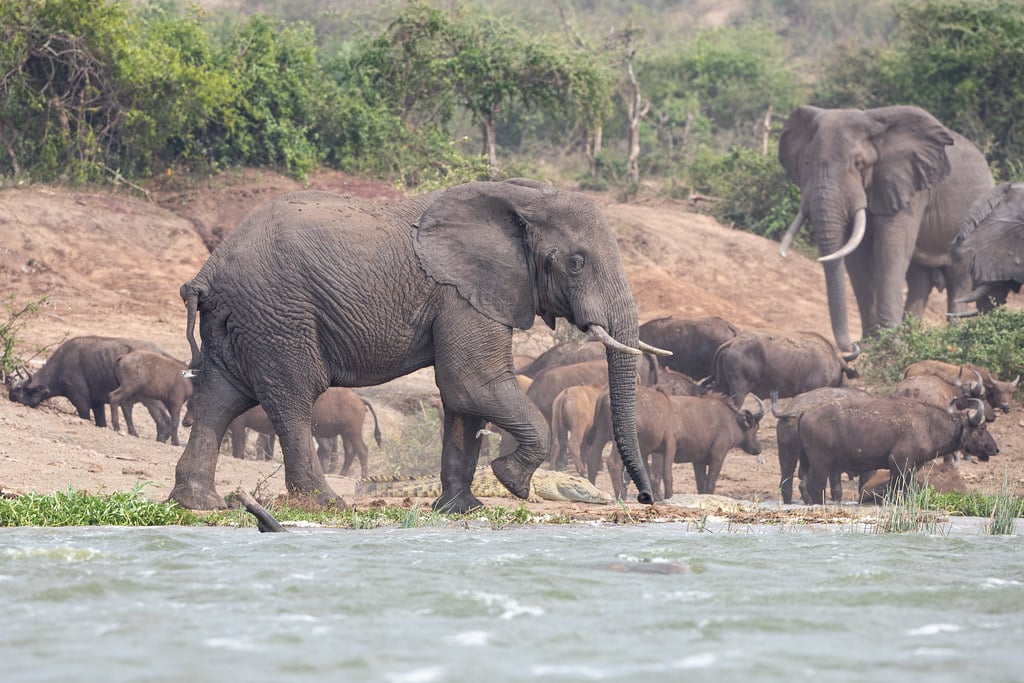 Lake Edward Uganda