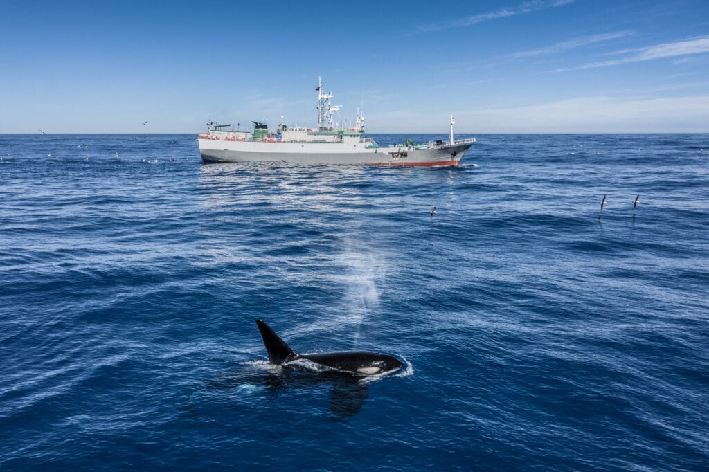 Orca at the ocean surface with a large ship in the background.