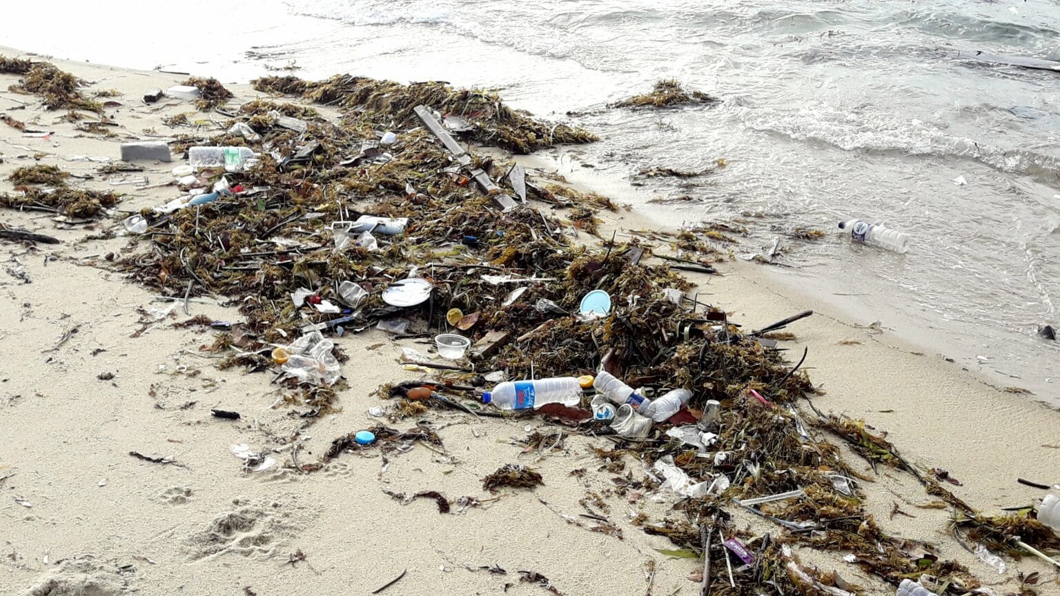 Plastic intermingled with seaweed on a beach.