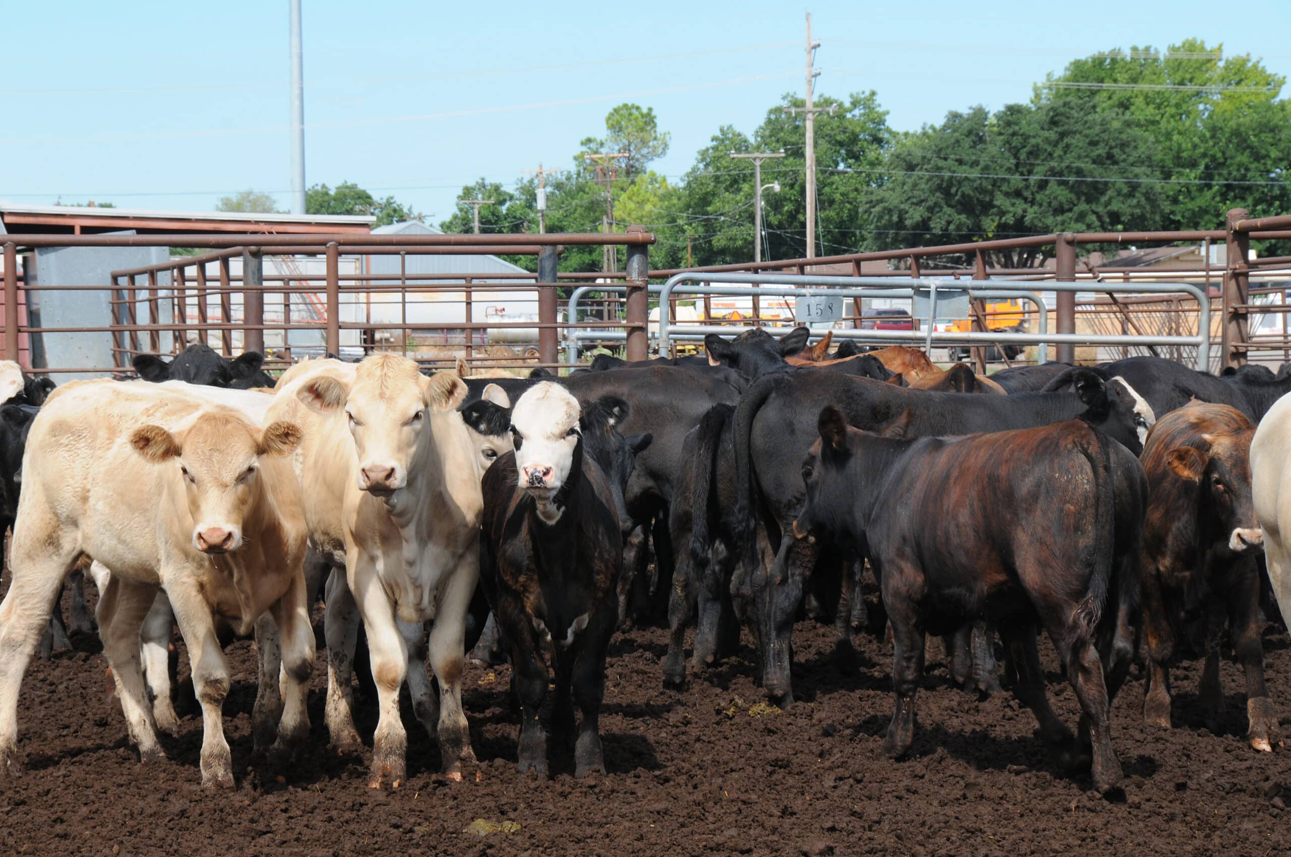 a herd of cows stand outdoors in a feedlot