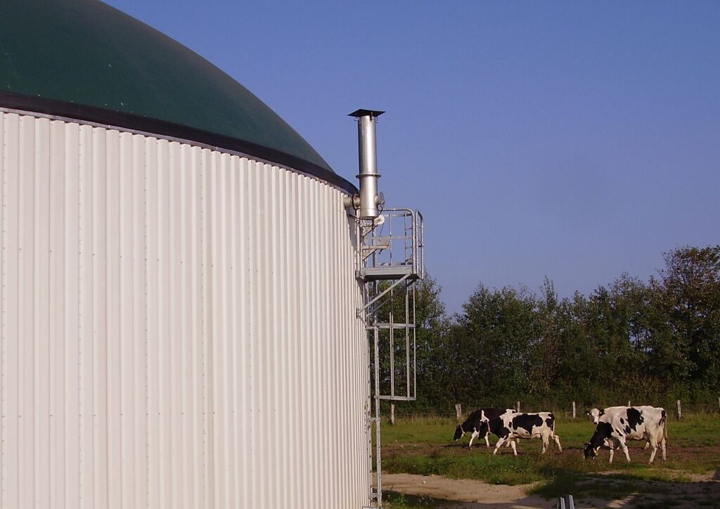 An anaerobic digester in a large white cylindrical tank with green dome, with several grazing black and white dairy cows beyond