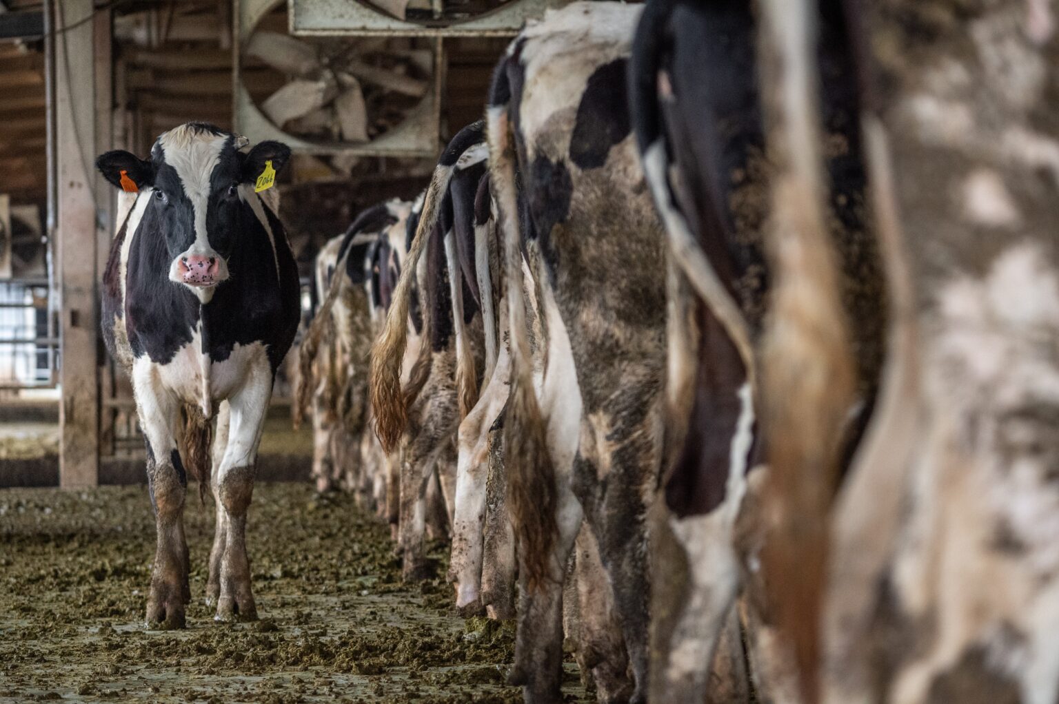 A black and white cow faces forward, perpendicular to a row of dairy cow hindquarters visible in a barn.