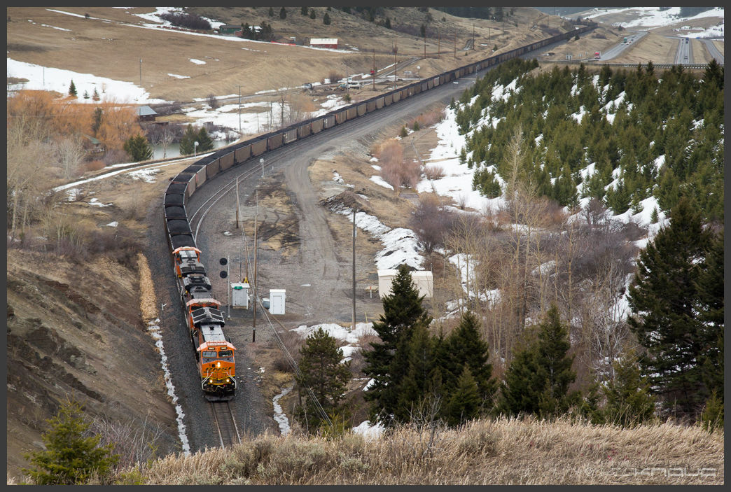 In Montana, a train engine hauling an enormous number of cars filled with coal along a curve in the track.