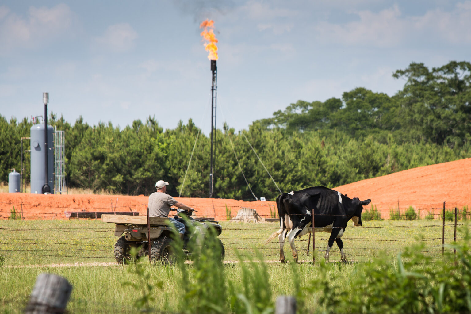 A man on a four-wheeler drives behind a black and white dairy cow through a field, with orange construction fencing and a fracking well flare and tanks beyond.