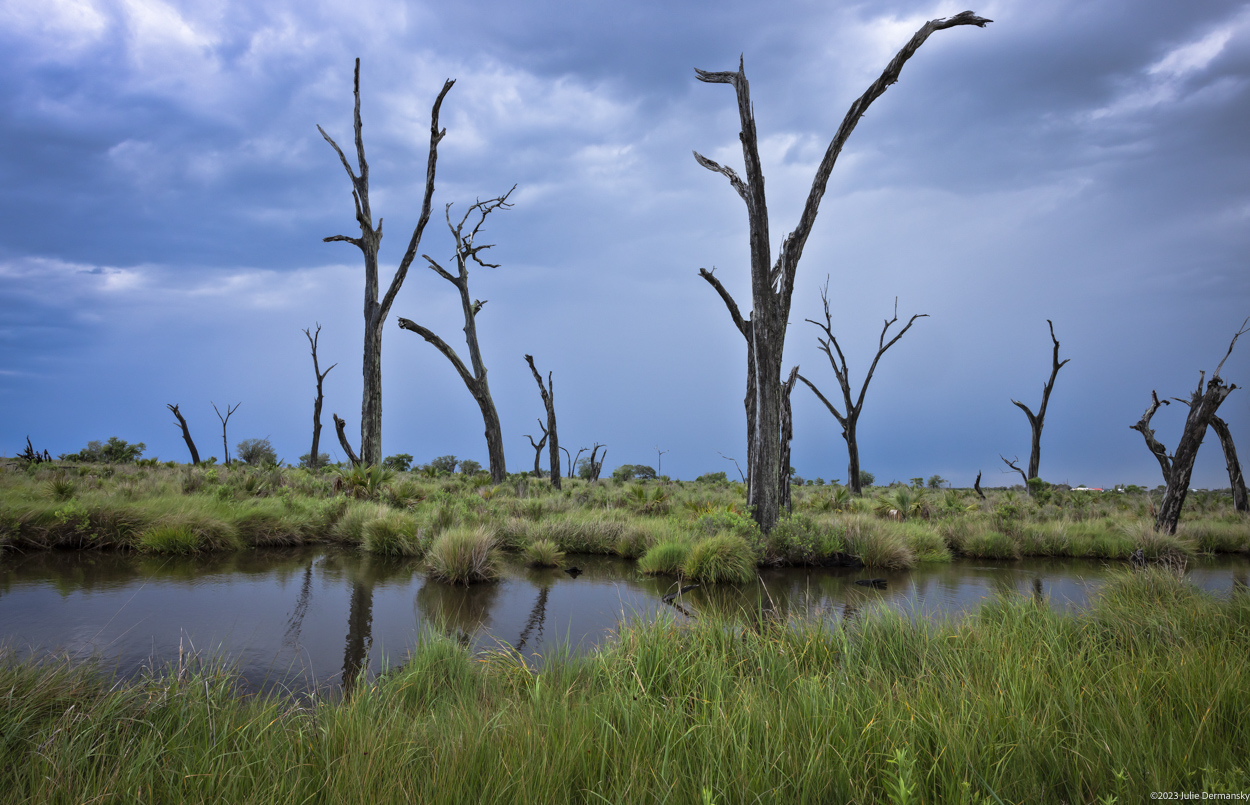 Trunks of dead trees reach towards a cloudy, grey sky from a lush wetland.