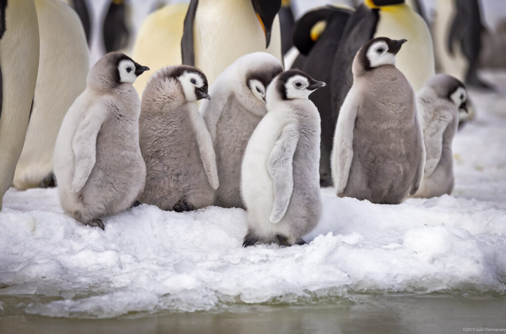A group of emperor penguin chicks stand on snow in Antarctica in front of adult emperor penguins.