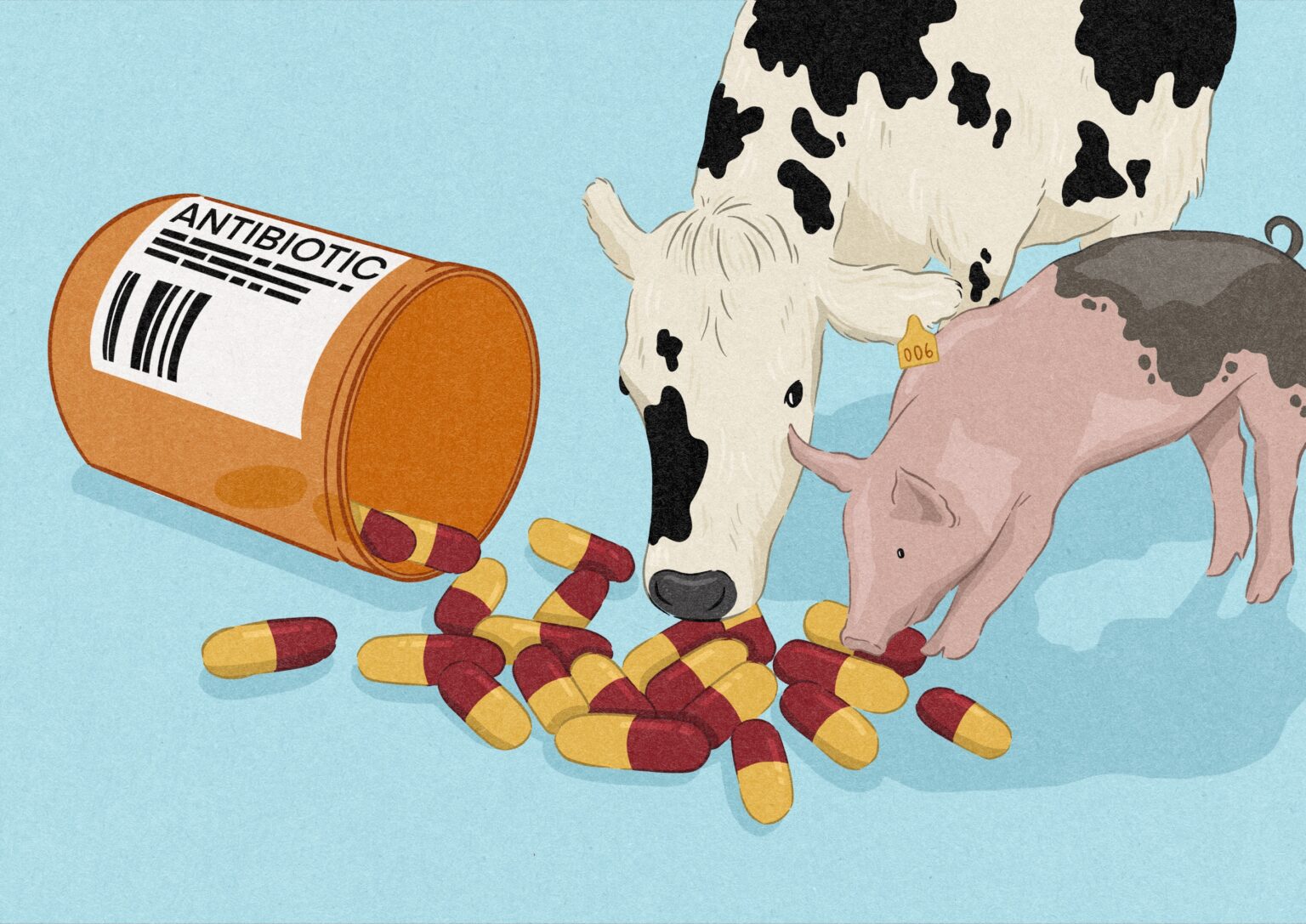 Livestock farming and antimicrobial resistance desmog