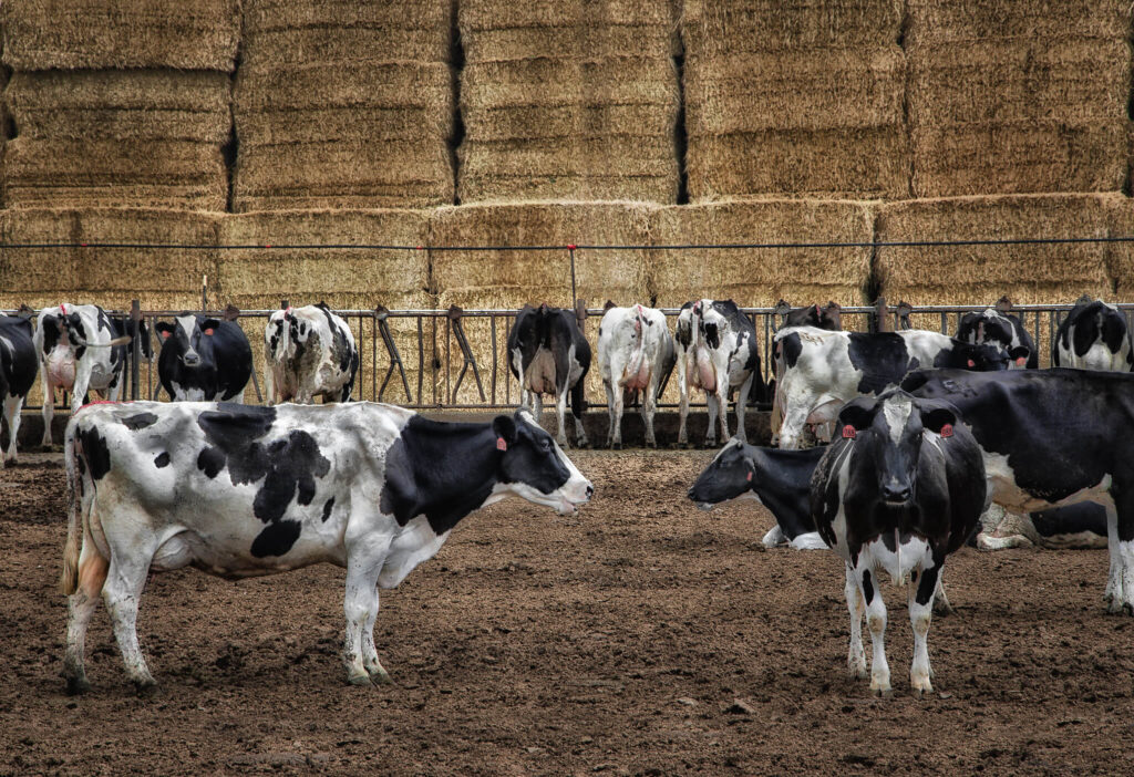 Dairy cows in a southern California feedlot.