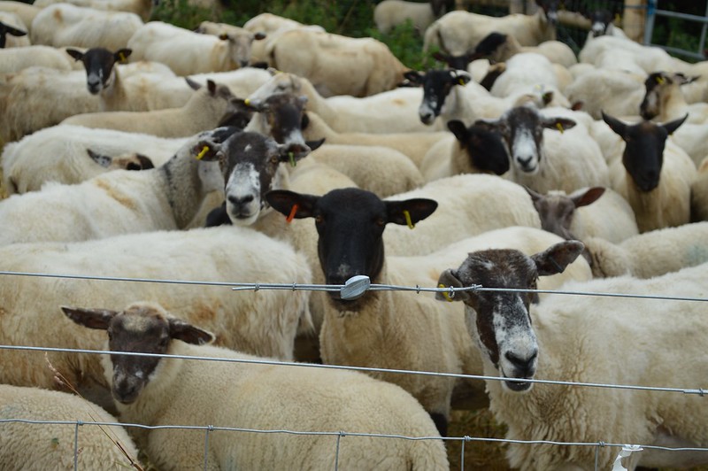 Sheep cluster behind a livestock fence 