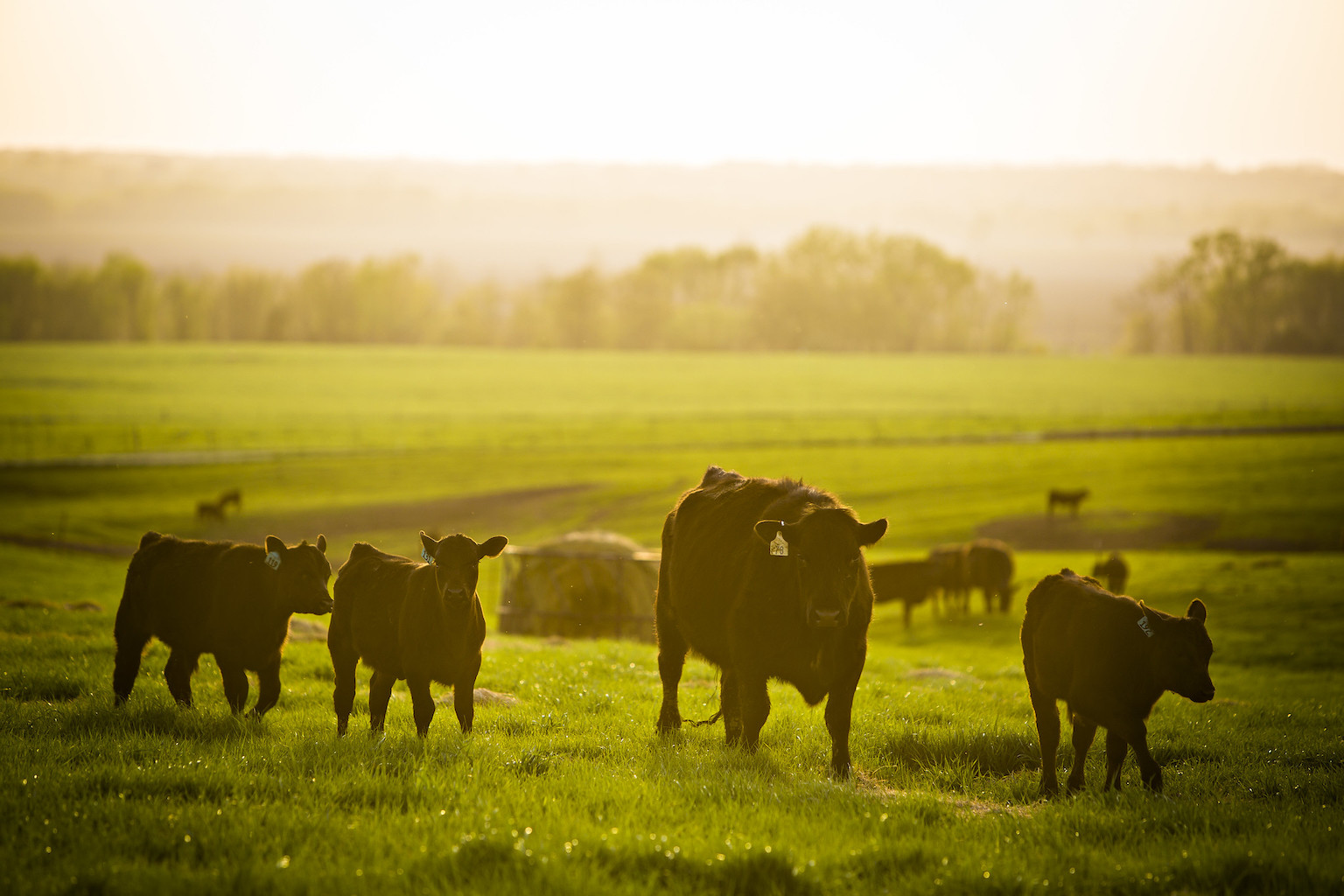 A cow and calves grazing in a pasture