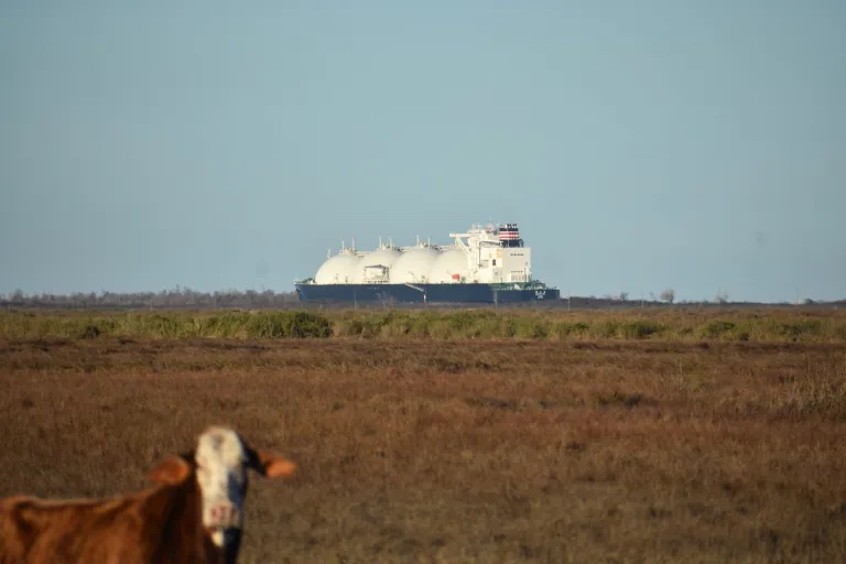 An LNG tanker in Cameron Parish, Louisiana, with a steer in a field in the foreground.