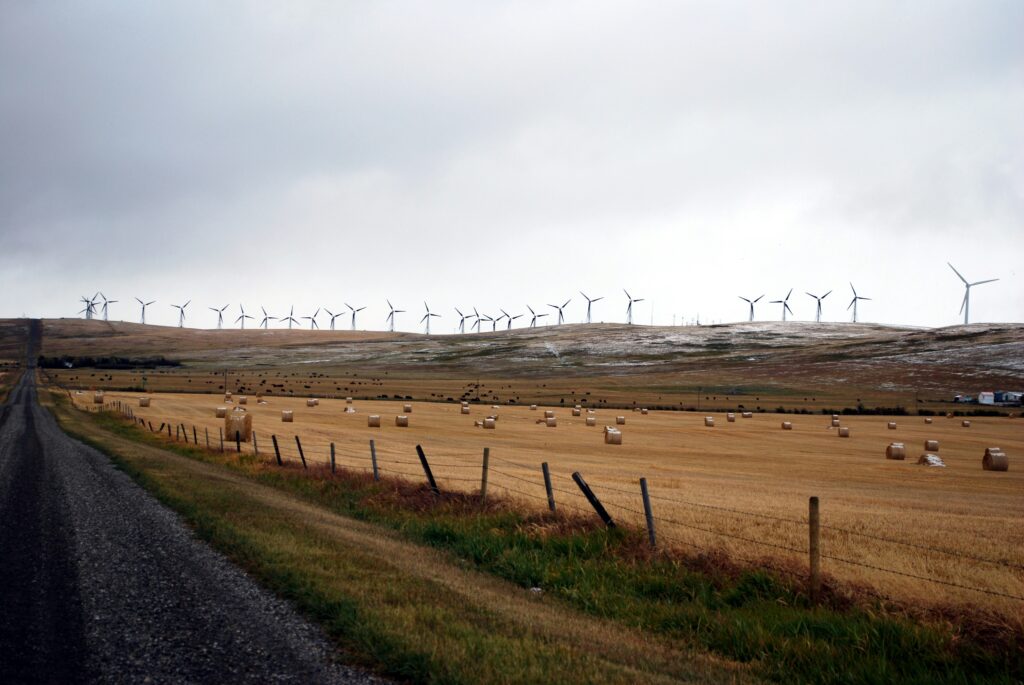 Wind turbines border a pasture in Stowe, Alberta.