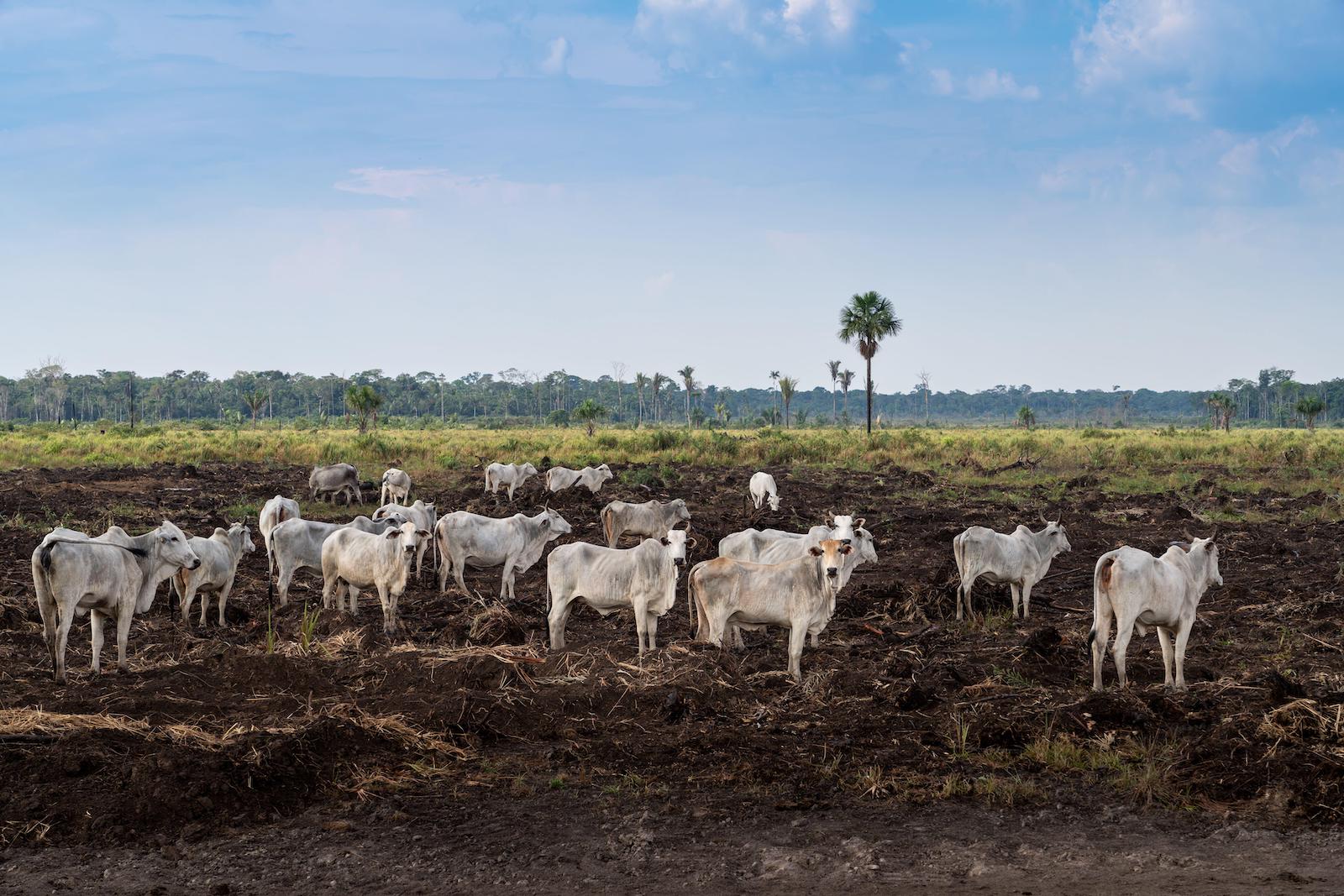 Food Giants’ Climate Plans Lack Credibility, New Report Finds