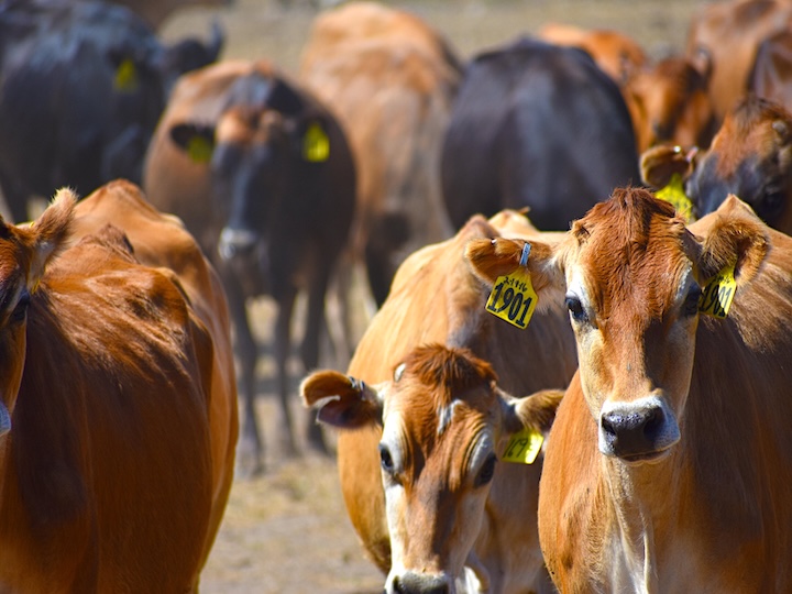 A red-brown jersey steer in sharp focus and staring straight at the camera, amid several other beef cattle that are lightly out of focus. It is wearing an ear tag with the number 1901.