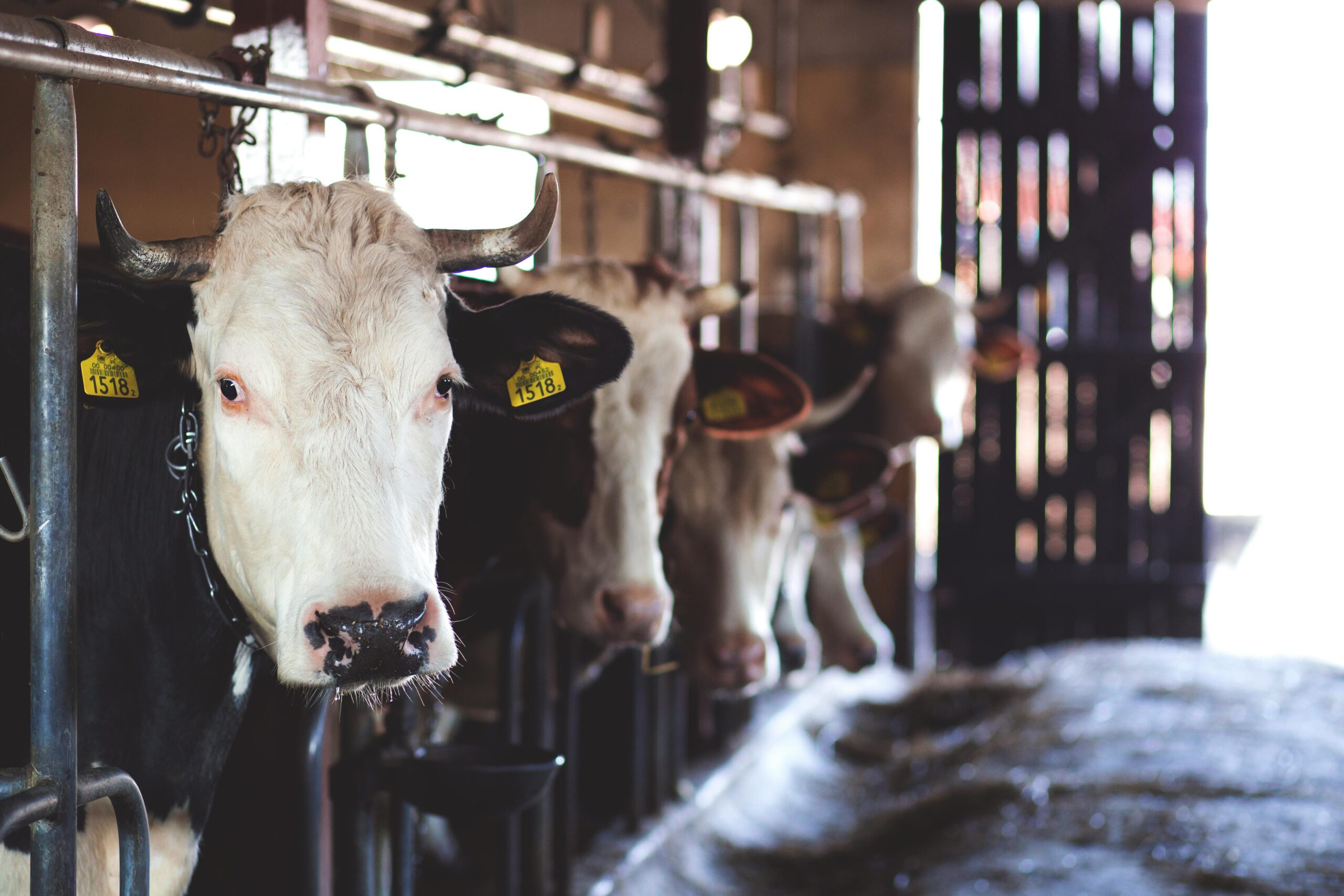 Cows being milked by machines