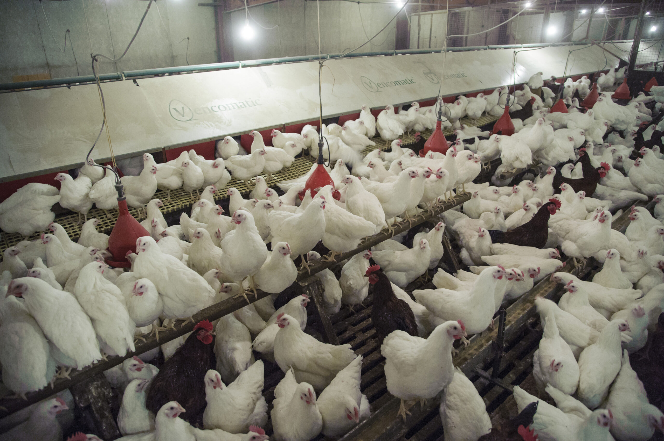Pig and poultry air pollution costs UK Over £130 million a&hellip;