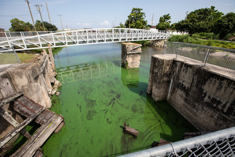 Cyanobacteria, or blue-green algae, in a canal, released from Lake Okeechobee, headed toward the Treasure Coast.