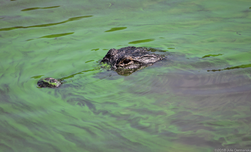 Alligator swimming in algae-filled canal connected to lock in Canal Point, Florida.