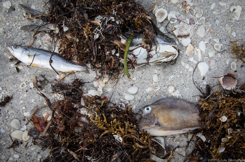 Fish kill on a beach in Boca Grande, Florida