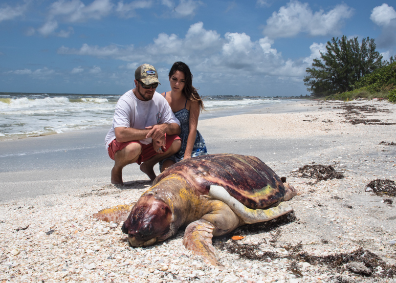 Captain Shannon Hoeckel and Areila Spurgeon with a dead sea turtle found on a beach in Boca Grande, Florida.