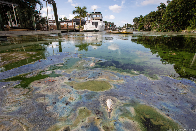 Cyanobacteria, or blue-green algae, in a canal near Cape Coral Yacht Club in Florida.