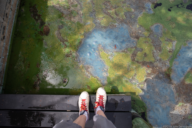 Photographer's sneakers on a concrete seawall on the side of a toxic algae-filled canal in Cape Coral, Florida.