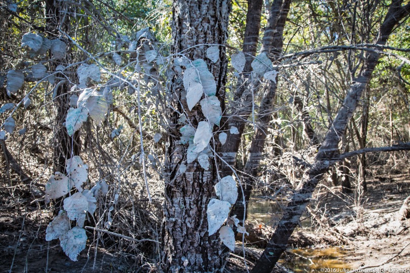 Leaves covered in coal ash in North Carolina.