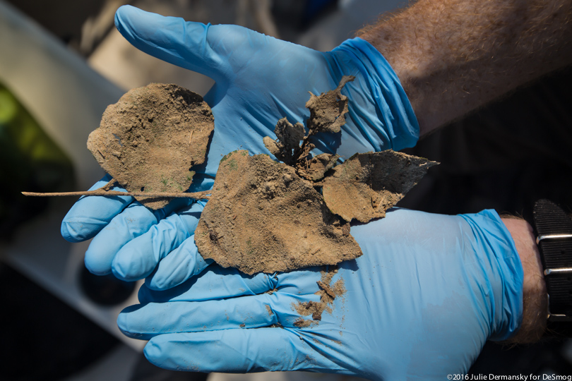 Gloved hands holding leaves coated in coal ash.