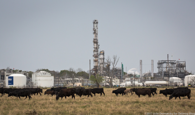 Cows in a field next to the Denka neoprene plant in LaPlace, Louisiana