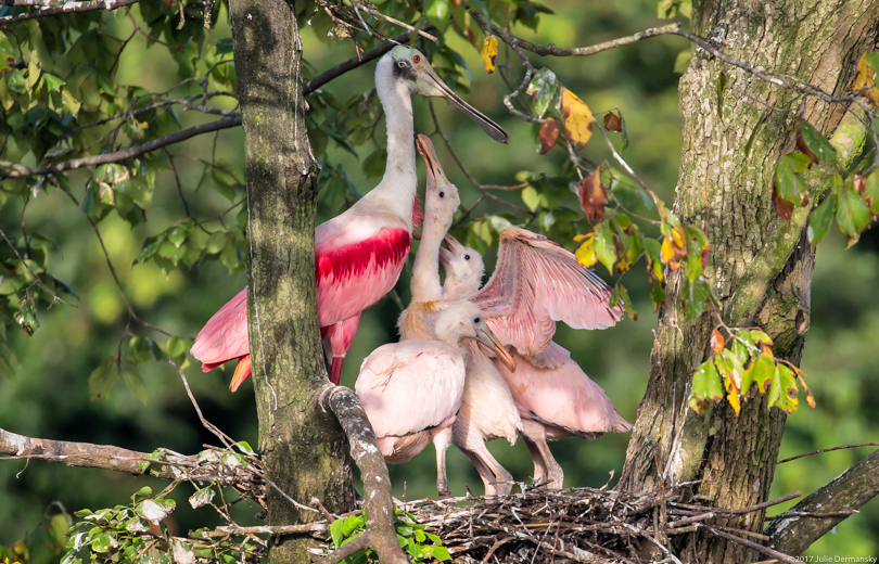 Roseate spoonbill mother and chicks