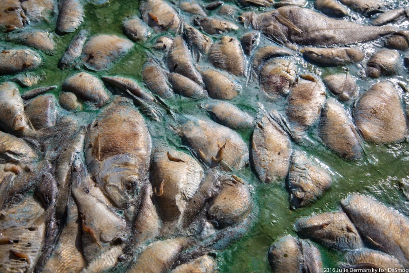 Dead fish floating among green algae.