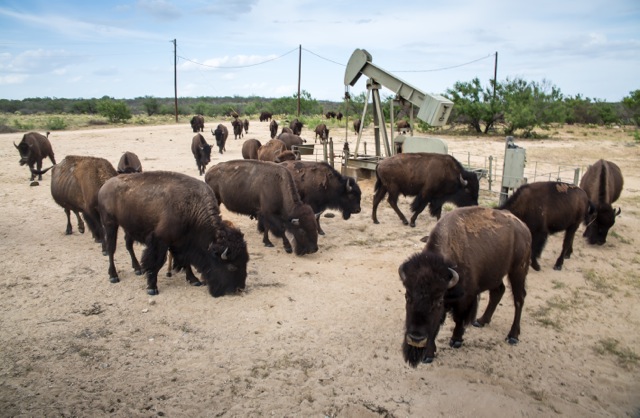 Hugh A. Fitzsimmons III's buffalo next to pumpjack.