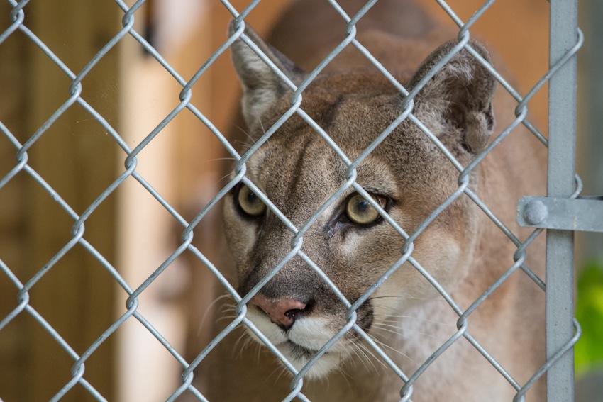 Florida panther