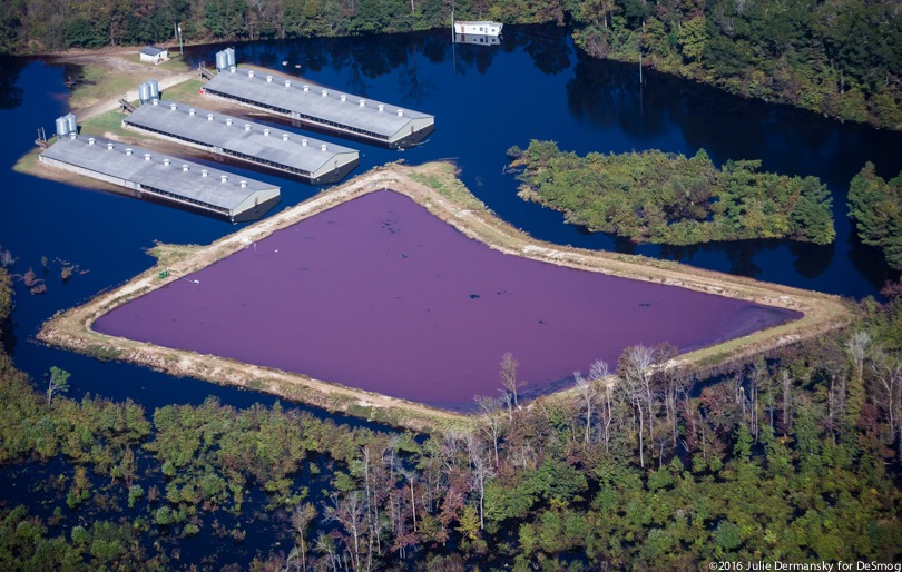 A flooded factory hog farm in North Carolina after Hurricane Matthew.