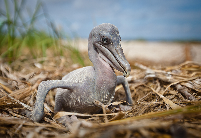 A juvenile pelican on a barrier island in Barataria Bay two years after the BP oil spill.