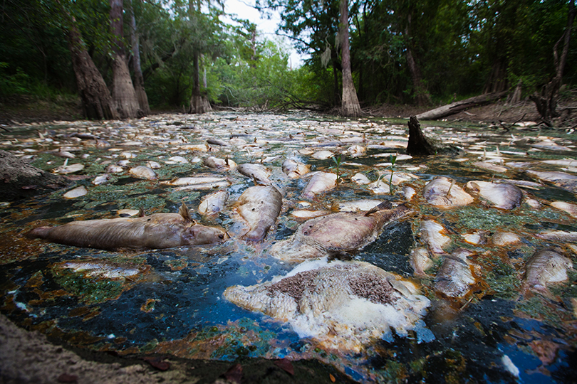 Fish kill in Porter's River in St. Tammany Parish, Louisiana, after a paper mill discharged chemicals into the waters.