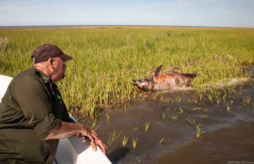 Capt. George Ricks next to a dead dolphin in Louisiana's Breton Sound