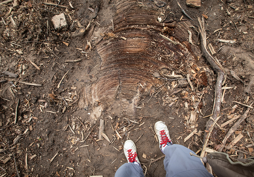 Photographer standing on the stump of an old growth cypress tree in the Atchafalaya Basin