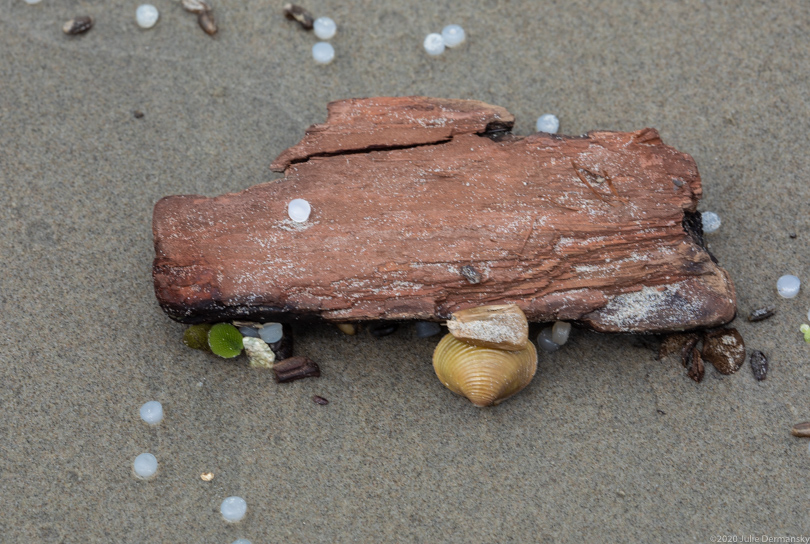 Plastic resin pellets, or nurdles, by shells and driftwood on a stretch of the Mississippi River in Chalmette, Louisiana