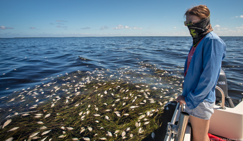 Rachel Pyle looks out on a fish kill off North Captiva Island