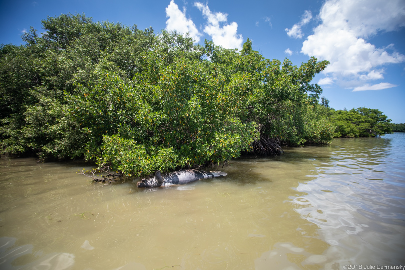 A dead manatee washed up under mangrove trees off Captiva Island
